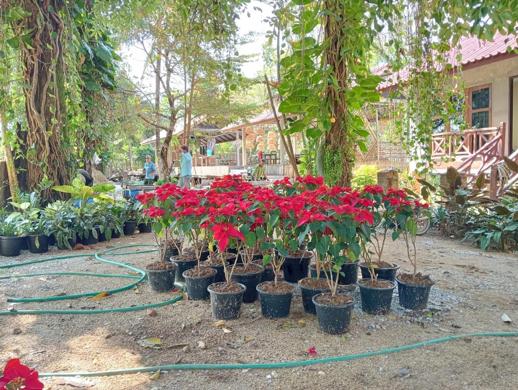 Vangvieng Ruby'Homestay Vang Vieng Exteriör bild
